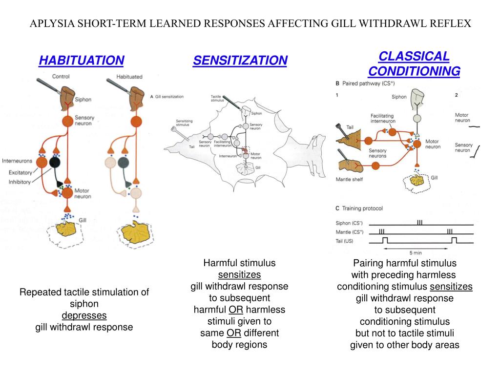 Les Intelligences multiples (Howard Gardner) et test QI WAIS-IV Slide2-l