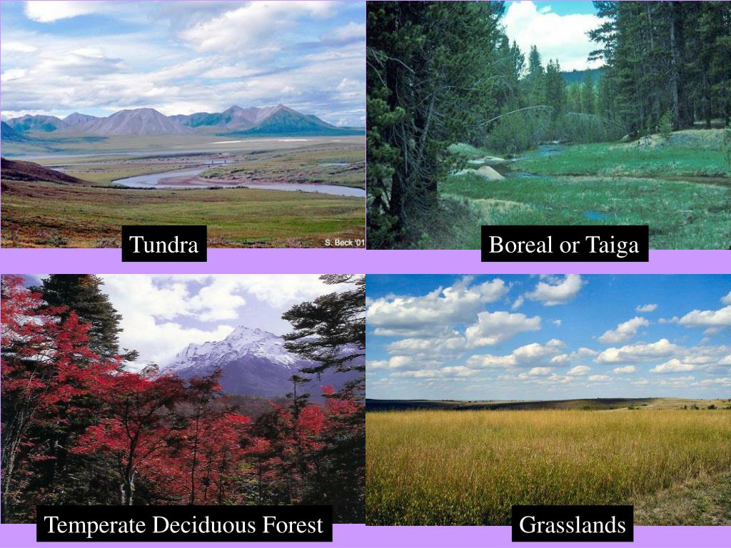 PPT - Ecology Grade 10 Science PowerPoint Presentation, free download ...