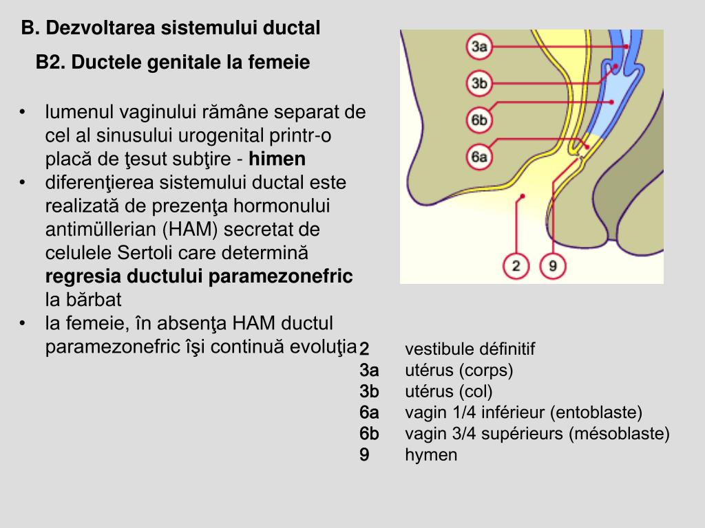 Spazzola Lunotto Posteriore Adattabile Honda Accord hatchback dal 1999-2003 (Lunghezza 400mm) main image 0