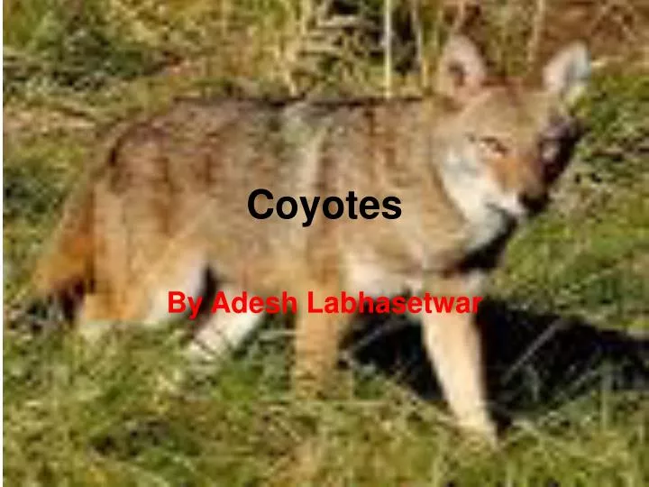 coyotes n.