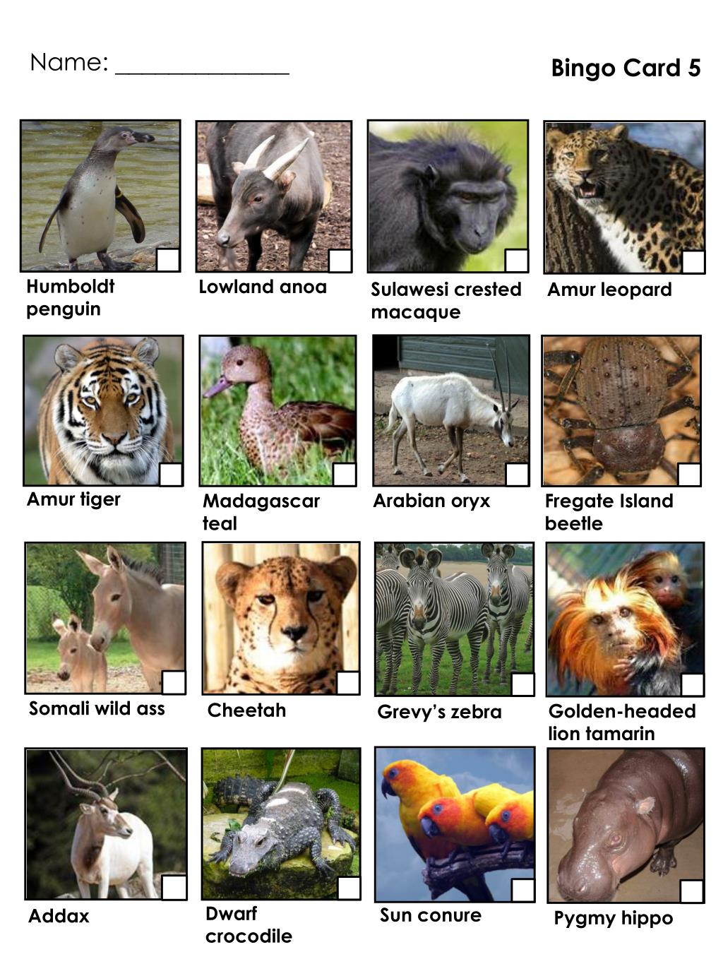 PPT - Marwell Animal Bingo Pack PowerPoint Presentation, free download -  ID:977495