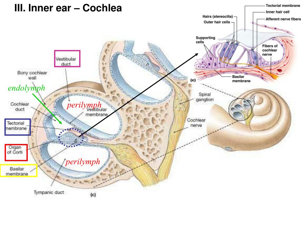 Средний канал внутреннего уха. Строение улитки внутреннего уха в разрезе. Строение улитки внутреннего уха анатомия. Структура улитки внутреннего уха. Орган слуха строение улитки.