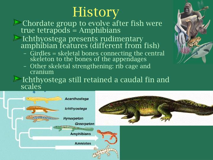 PPT - KINGDOM ANIMALIA Phylum Chordata Subphylum Vertebrata Class ...