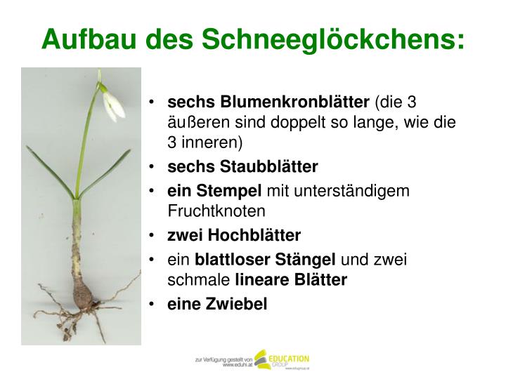 PPT Das Schneeglöckchen PowerPoint Presentation ID979475