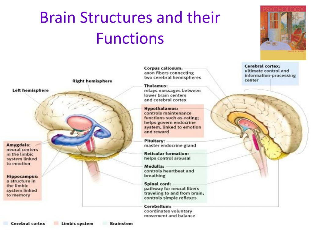 Brain structures and functions worksheet