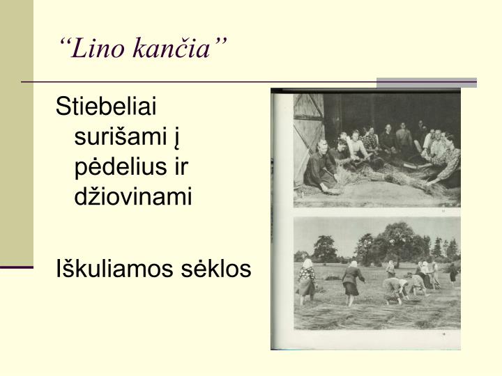 PPT - “Lino kelias” PowerPoint Presentation, free download - ID:980276