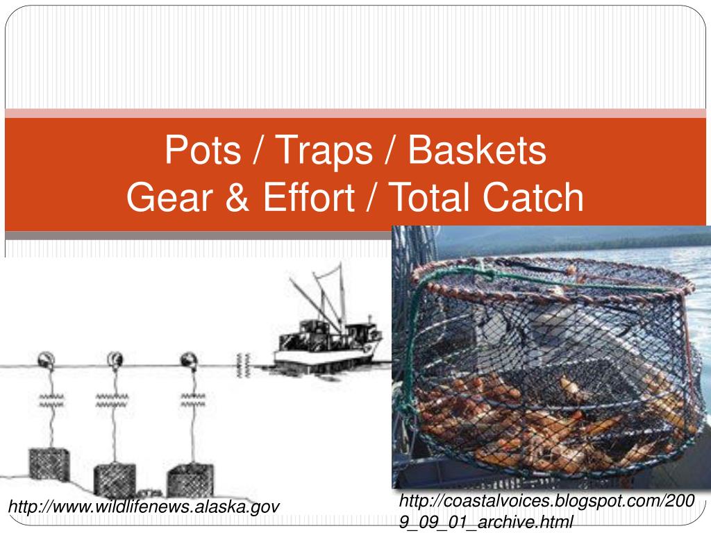 PPT - Pots / Traps / Baskets Gear & Effort / Total Catch PowerPoint  Presentation - ID:981860