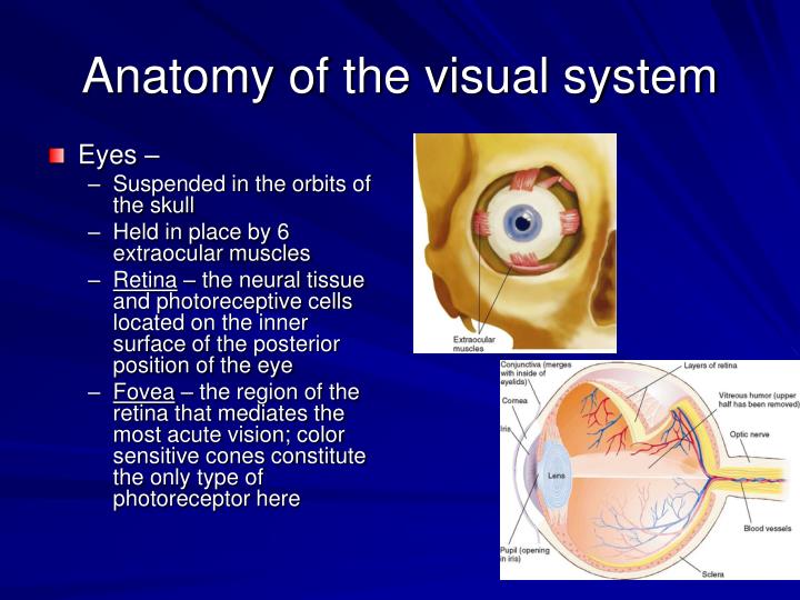 Chapter 6 PowerPoint Presentation Biology Diagrams