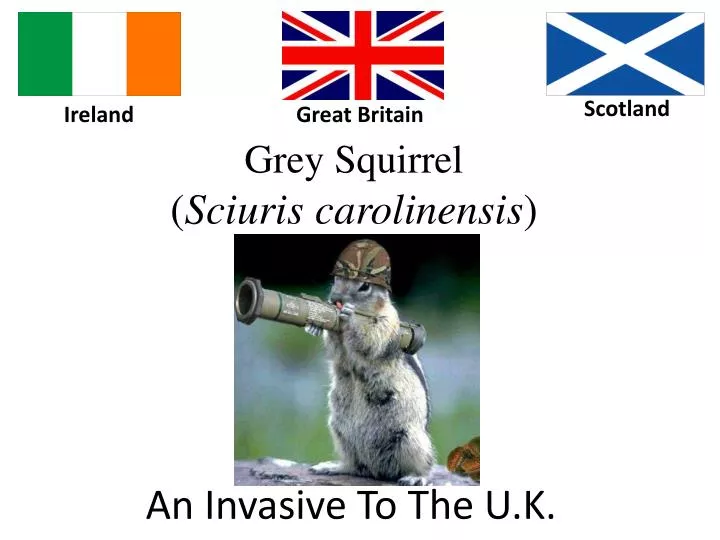 grey squirrel sciuris carolinensis n.