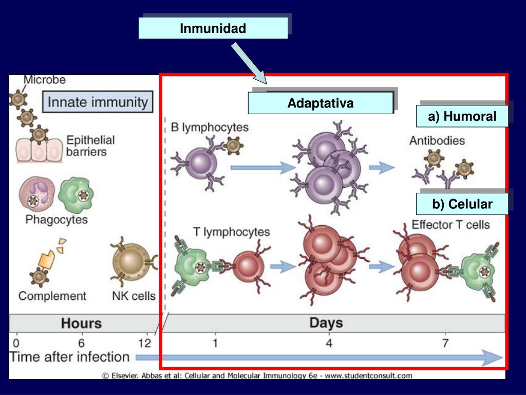 Ppt Componentes Y Funciones Del Sistema Inmune Powerpoint
