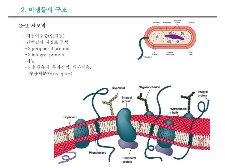PPT - 2. 미생물의 구조 PowerPoint Presentation - ID:984497
