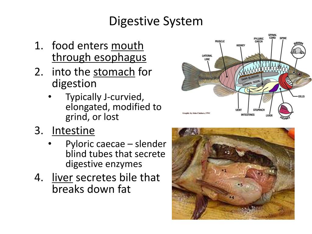 PPT - Fish Internal Anatomy and Physiology PowerPoint Presentation