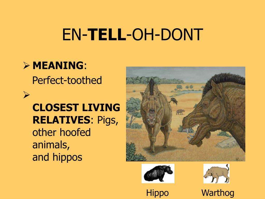 PPT - Entelodont PowerPoint Presentation, free download - ID:98522