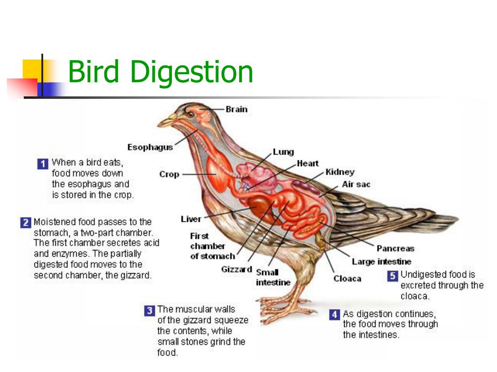 PPT Chapter 31 Reptiles and Birds PowerPoint Presentation, free