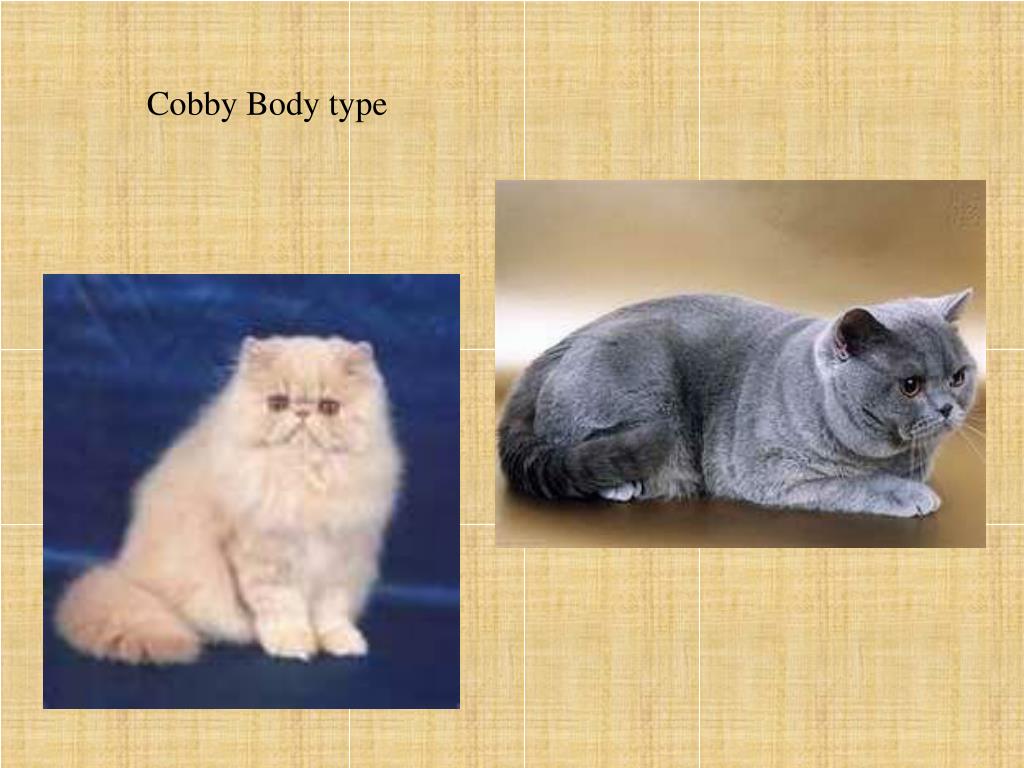 Cobby cat cheap body type