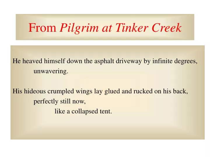 from pilgrim at tinker creek n.
