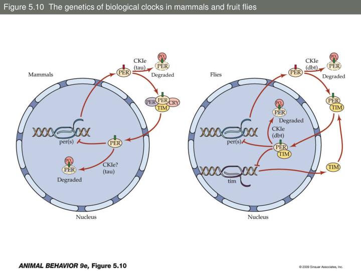 an overview of the genetics of the fruit flies an overview of the genetics of the fruit flies