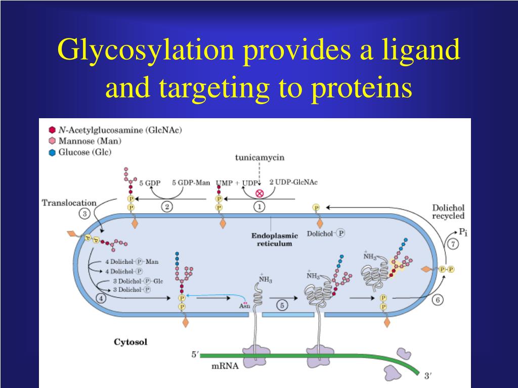 PPT Protein metabolism PowerPoint Presentation, free download ID988013