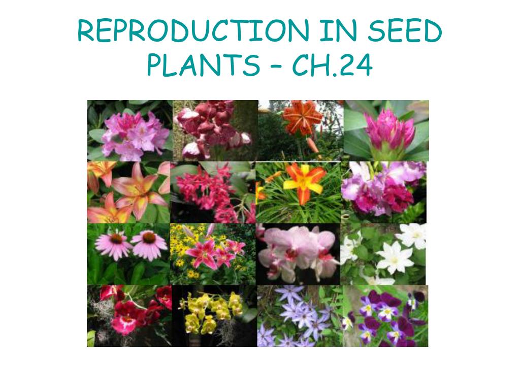 Ppt Reproduction In Seed Plants Ch 24 Powerpoint Presentation Free Download Id 9677 Ppt Reproduction In Seed Plants Ch 24 Powerpoint Presentation Free Download Id 9677