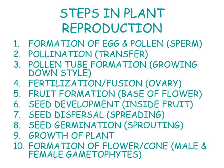 PPT REPRODUCTION IN SEED PLANTS CH.24 PowerPoint Presentation ID