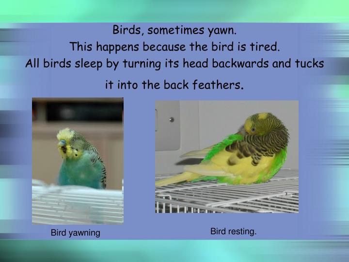 my favourite bird my favourite bird