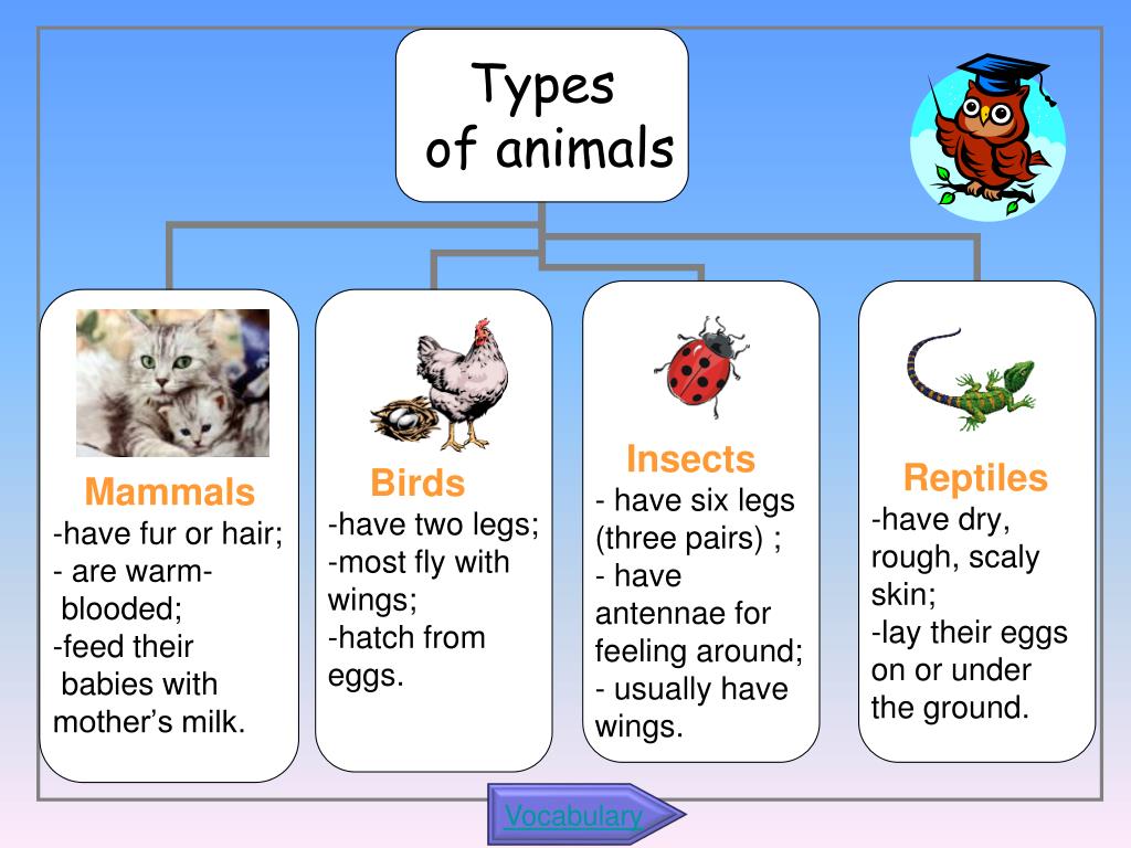 A spider has got eight. Animals презентация. Types of animals. Animals 5 класс. Animals 3 класс.