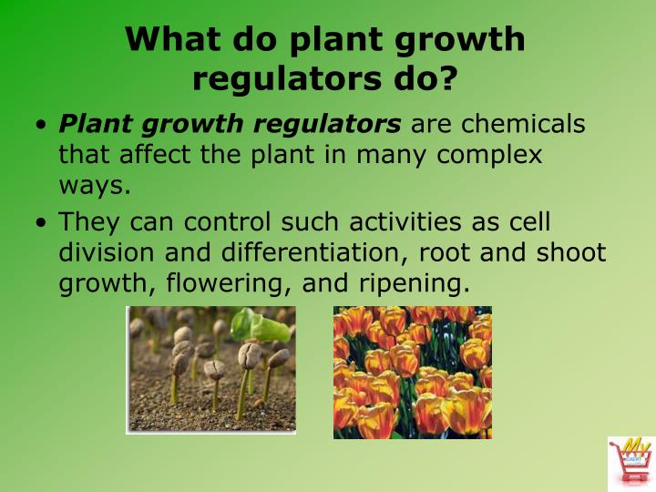 PPT Horticulture Science Lesson 13 Understanding Plant Growth