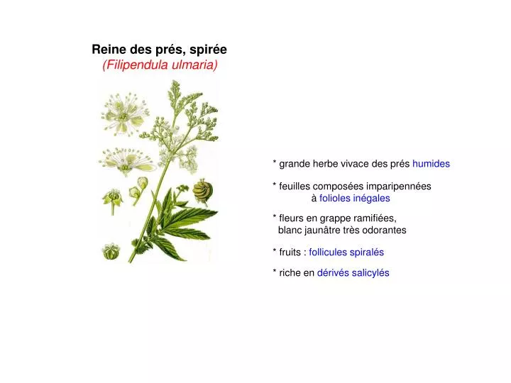 PPT Reine Des Pr s Spir e Filipendula Ulmaria PowerPoint 
