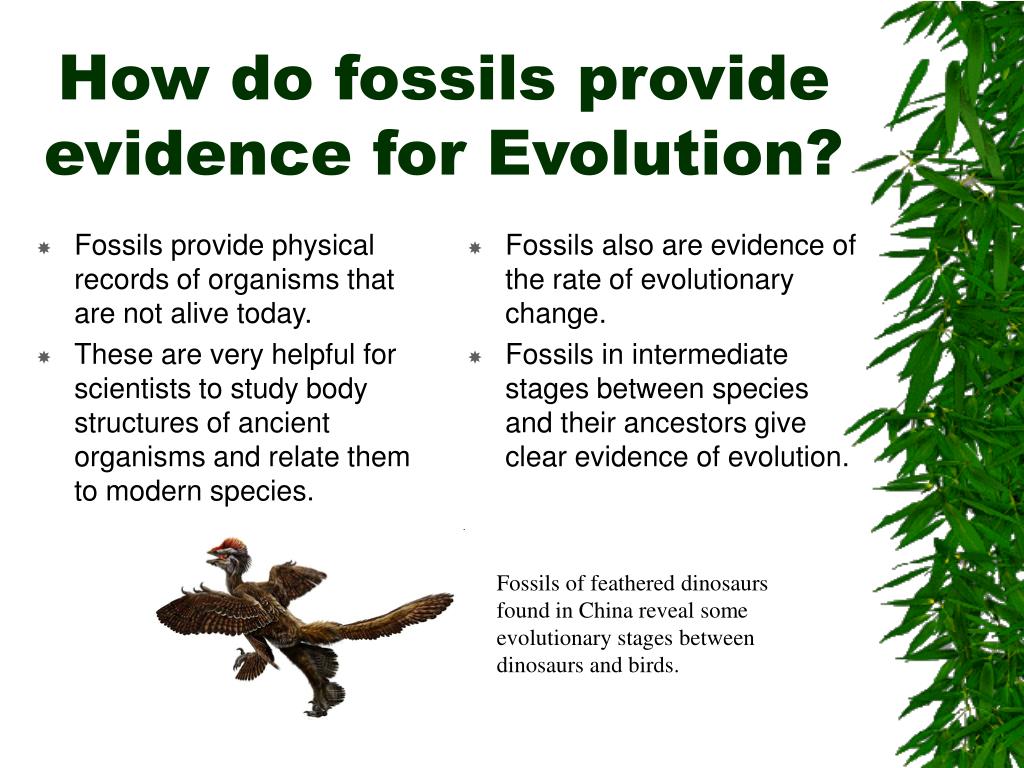 research report on fossils