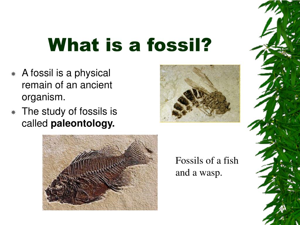 jurassic world evolution fossils