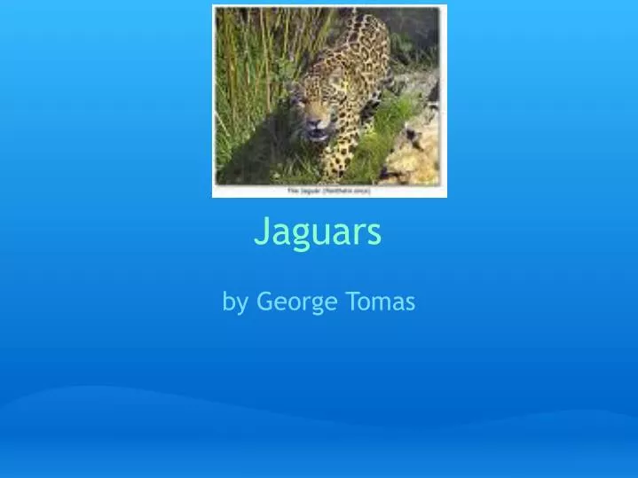 jaguars n.