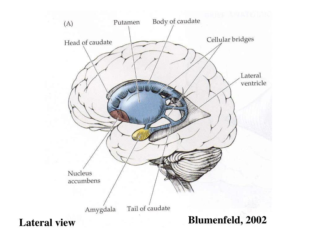 Подкорковые ядра полушарий. Строения подкорковых ядер головного мозга. Подкорковые ядра головного мозга анатомия. Базальные ганглии головного мозга.
