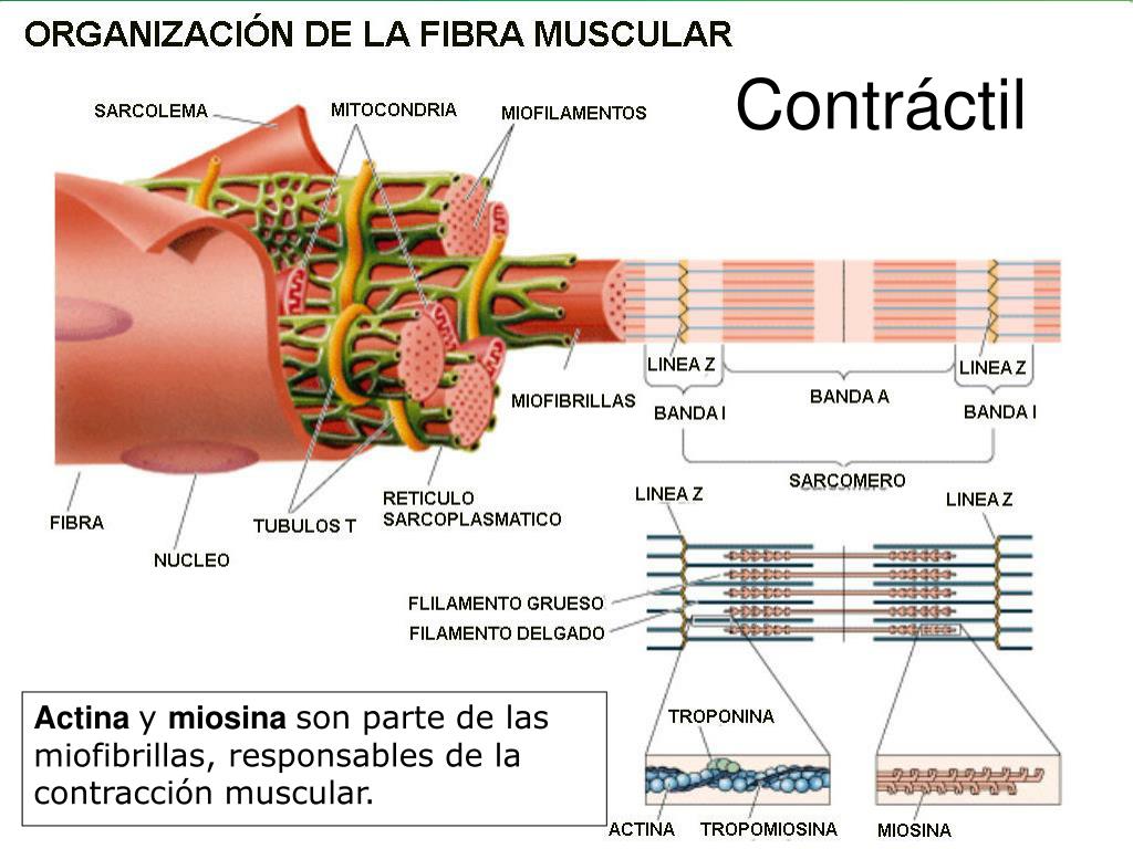 contractil