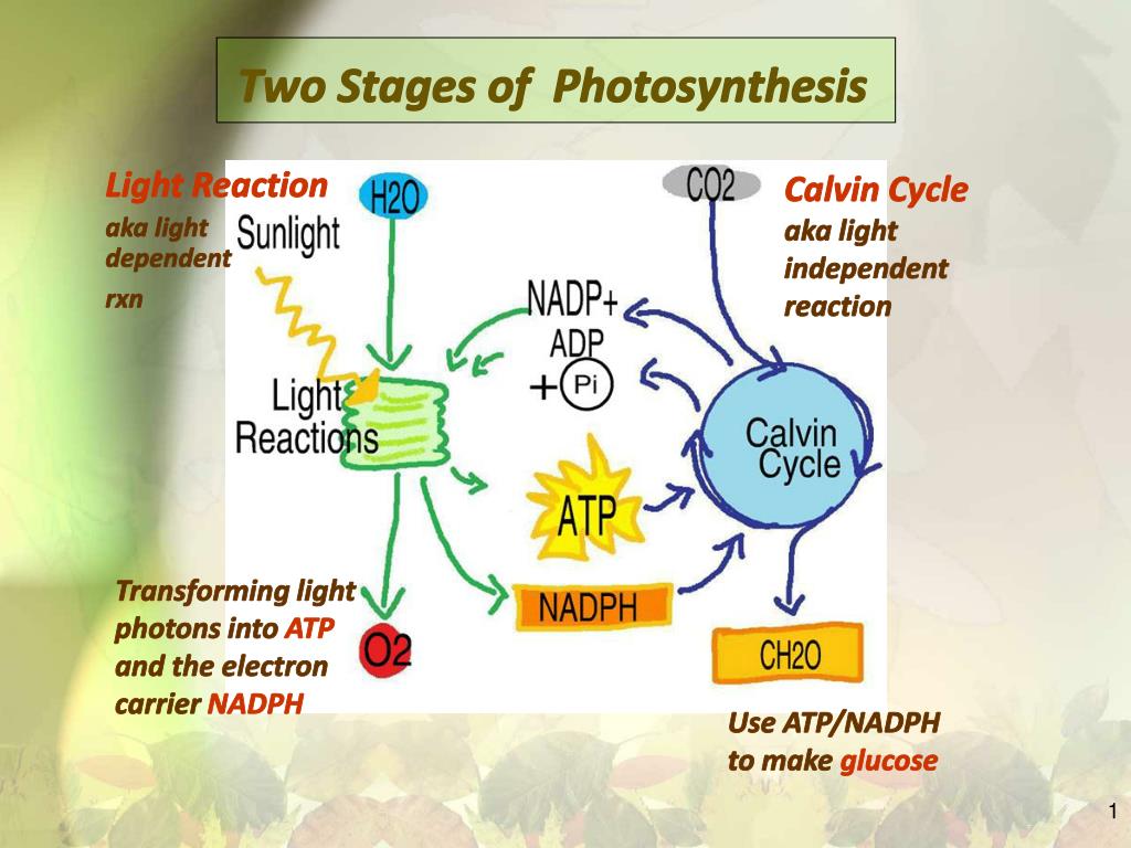 the are two stages of photosynthesis