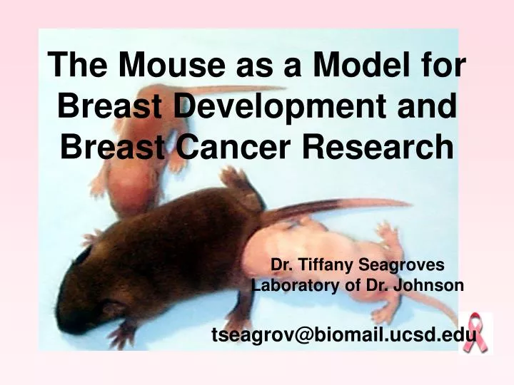 the mouse as a model for breast development and breast cancer research n.