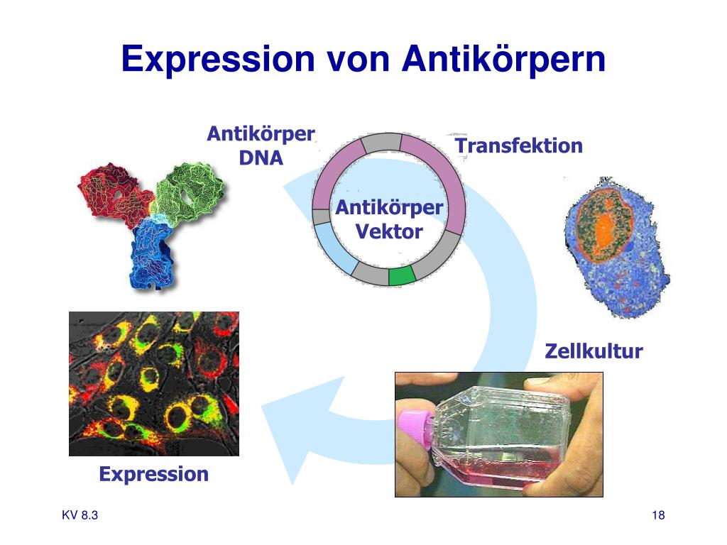 PPT Passive Immunisierung Und Antik rpertherapien PowerPoint 
