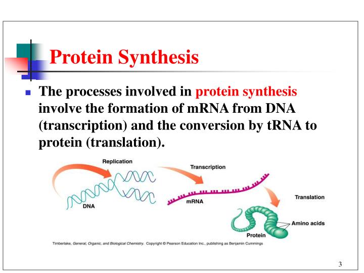 nucleic acids and protein synthesis