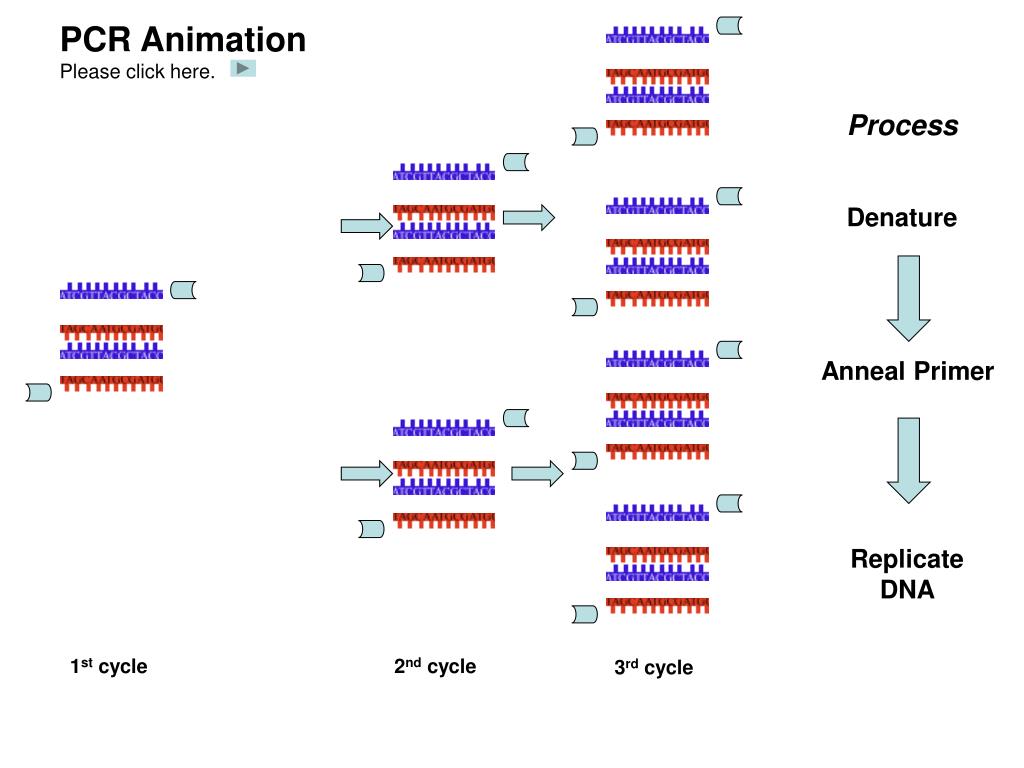 PPT - PCR Animation Please click here. PowerPoint Presentation, free  download - ID:996494