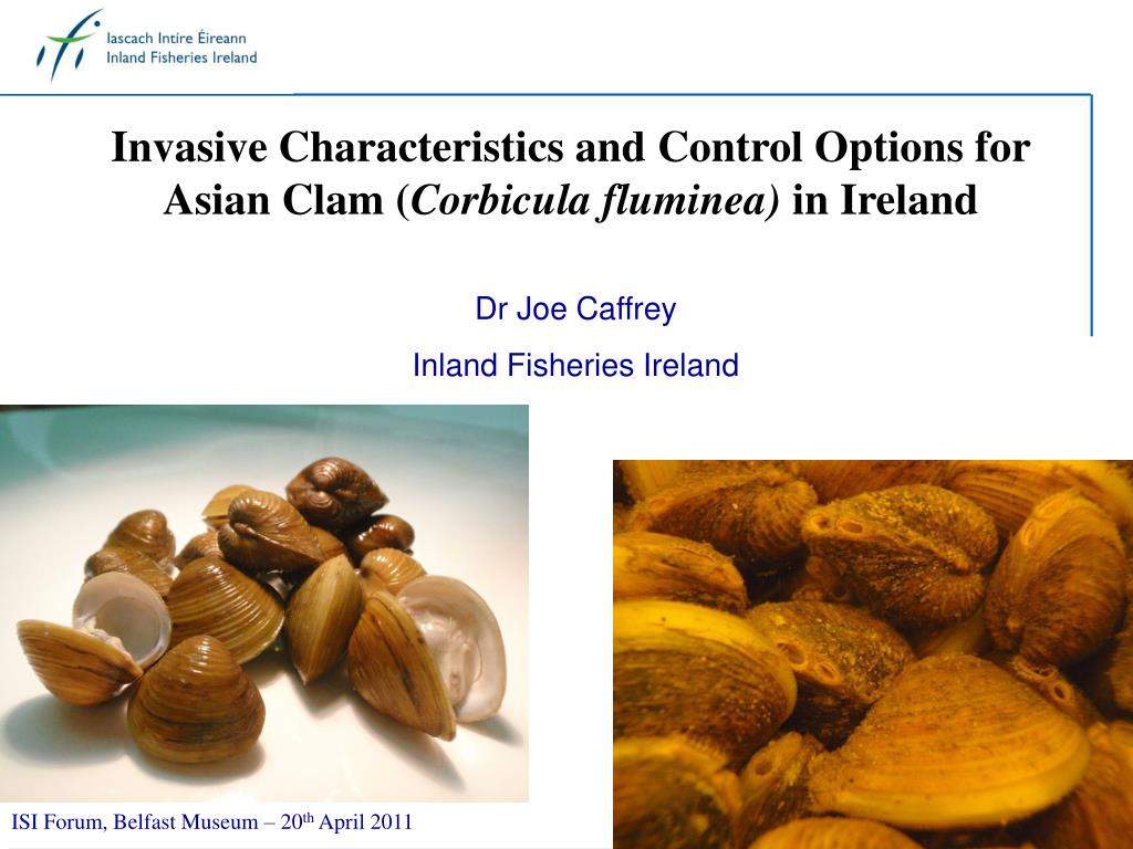 Clam characteristics deals