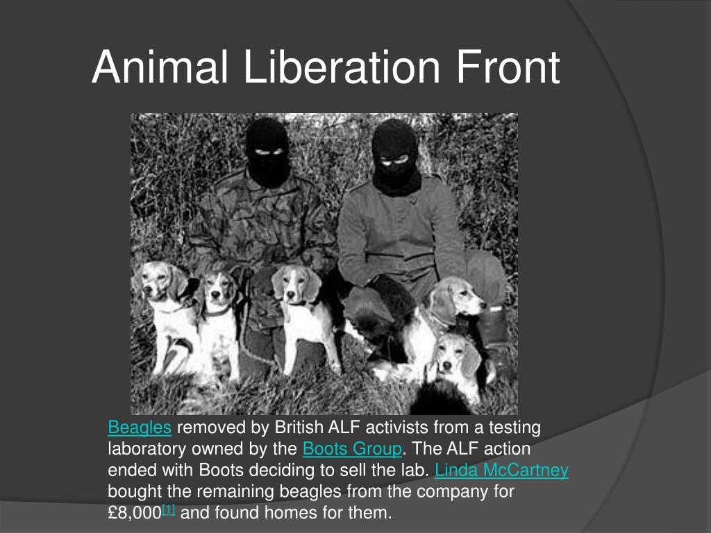 animal liberation front in action animal liberation front in action