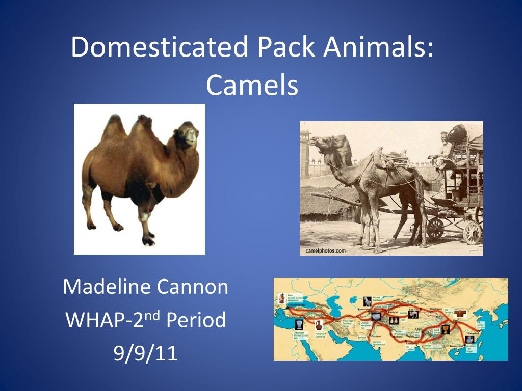 PPT - Domesticated Pack Animals: Camels PowerPoint Presentation, free  download - ID:998522