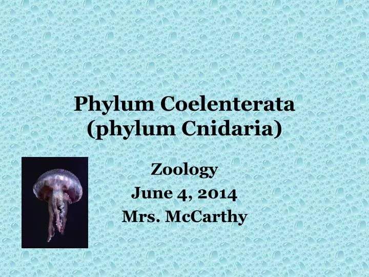 phylum coelenterata phylum cnidaria n.
